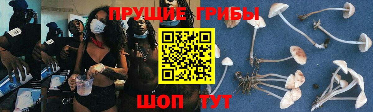 купить   Псилоцибиновые грибы Psilocybe  Вход с VPN  Галлюциногенные грибы Psilocybe  Кушва 